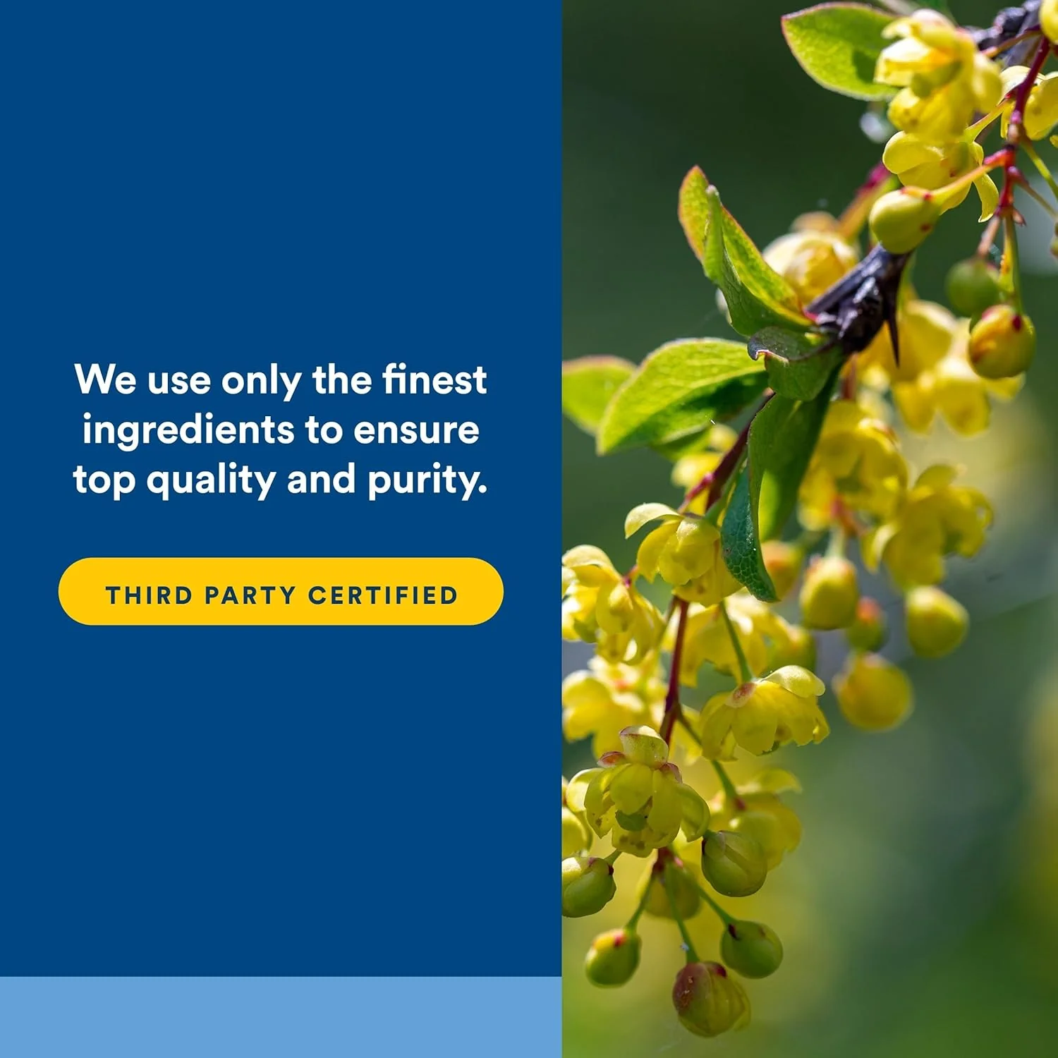 Natural Factors WellBetX Berberine - Image 6